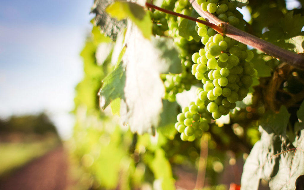 Horticulture-and-Viticulture.jpg 