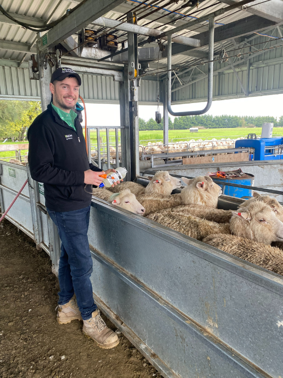 Nic Dawes (Animal Health Advisor) - applying a drench