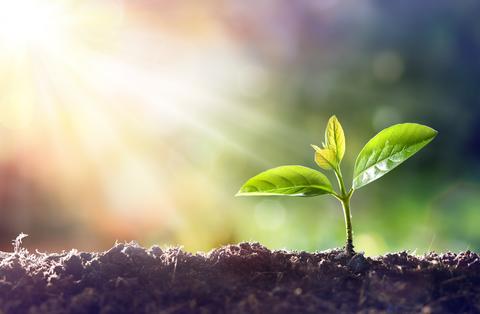 plant_growing